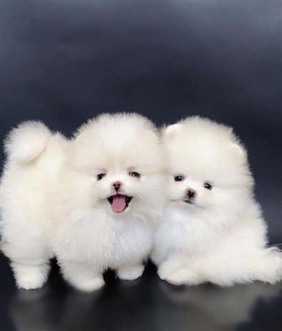 $500 : Cachorros de Pomerania image 1