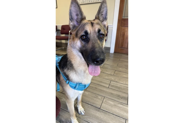 $500 : Germán Shepherd puppies image 5