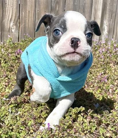 $350 : Boston terrier puppy sale image 1