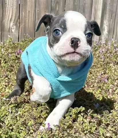 $350 : Boston terrier puppy sale image 1