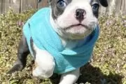 Boston terrier puppy sale