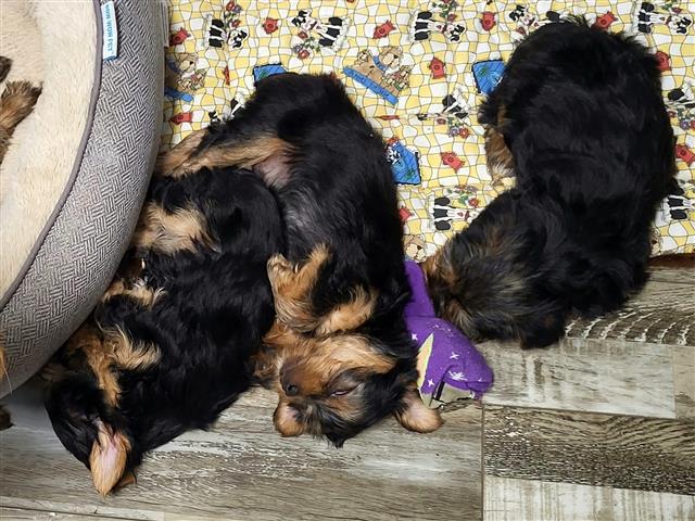 $450 : healthy yorkie puppies image 7
