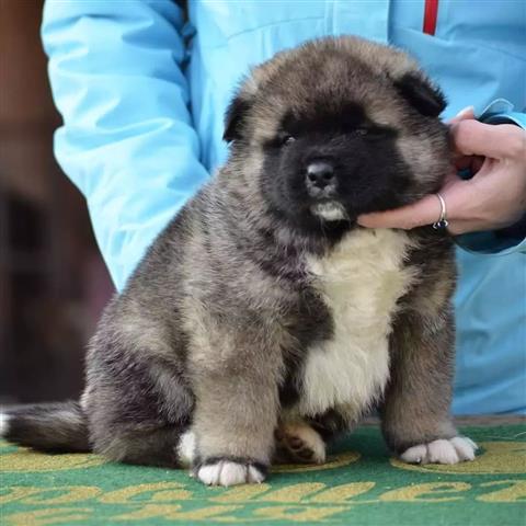 $800 : Akita puppy for adoption image 1
