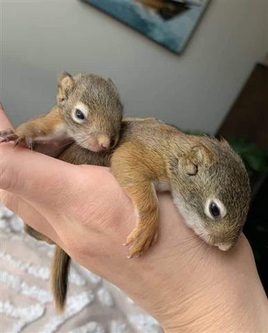 $250 : fox gray squirrel image 3