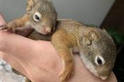 $250 : fox gray squirrel thumbnail