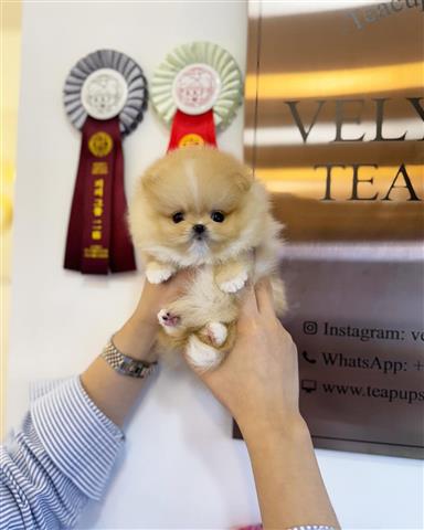 $350 : taza de té pomerania image 1