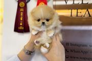 $350 : taza de té pomerania thumbnail