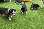 $500 : Husky Puppies thumbnail