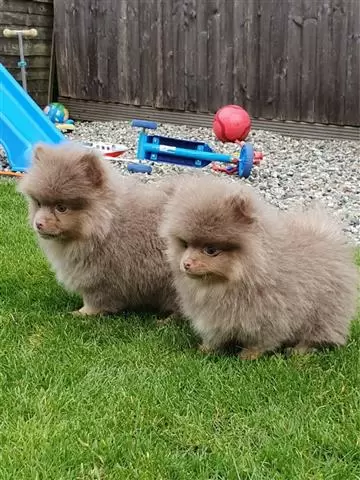 $400 : chocolate Lovely Pomeranian image 2