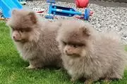 $400 : chocolate Lovely Pomeranian thumbnail