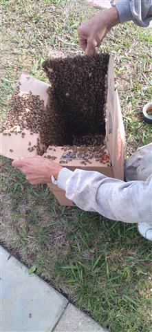 Superior Bee Control image 1