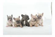 $350 : Bulldog Francés En Venta thumbnail