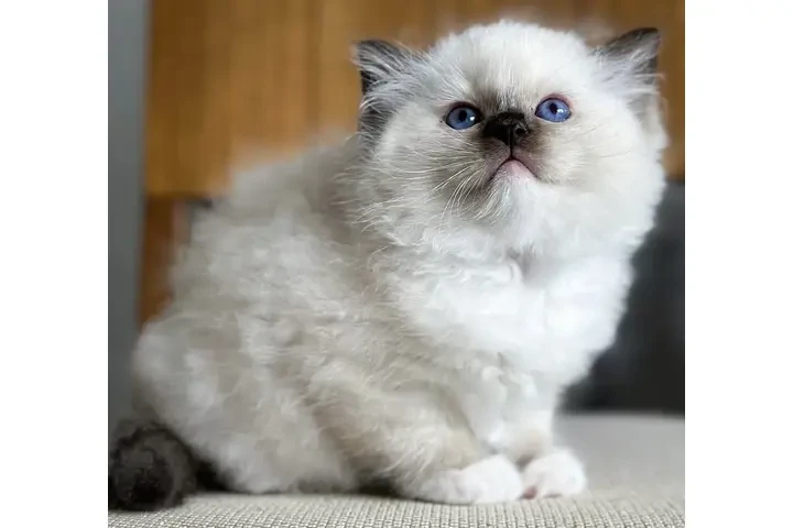 $240 : Gatitos Ragdoll TICA en Venta image 1