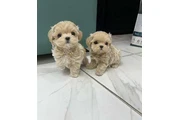 Cachorros de Maltipoo en Los Angeles