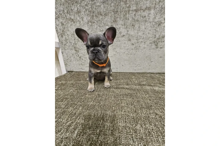 $400 : Adorable bulldog francés en ve image 2