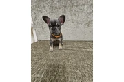 $400 : Adorable bulldog francés en ve thumbnail