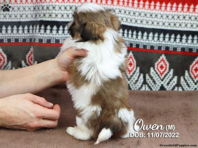 $590 : Shih tzu dogs for sale image 2