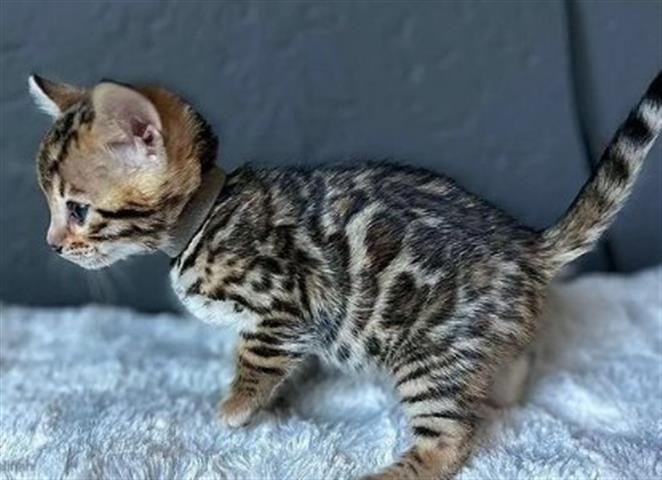 $700 : health bengal kitten available image 1