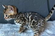 $700 : health bengal kitten available thumbnail