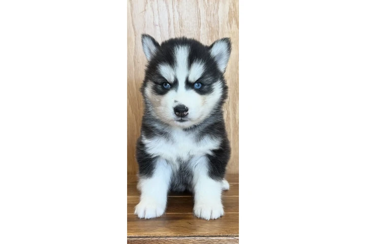 $400 : Siberian Husky Puppies image 3
