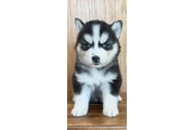 $400 : Siberian Husky Puppies thumbnail