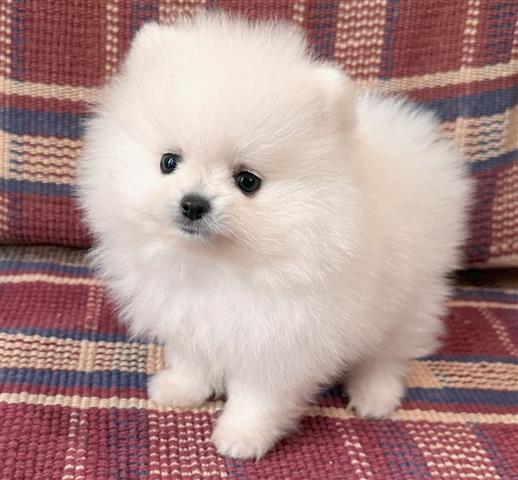 $360 : Teacup Pomeranian Pup’s image 1