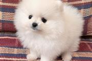 $360 : Teacup Pomeranian Pup’s thumbnail