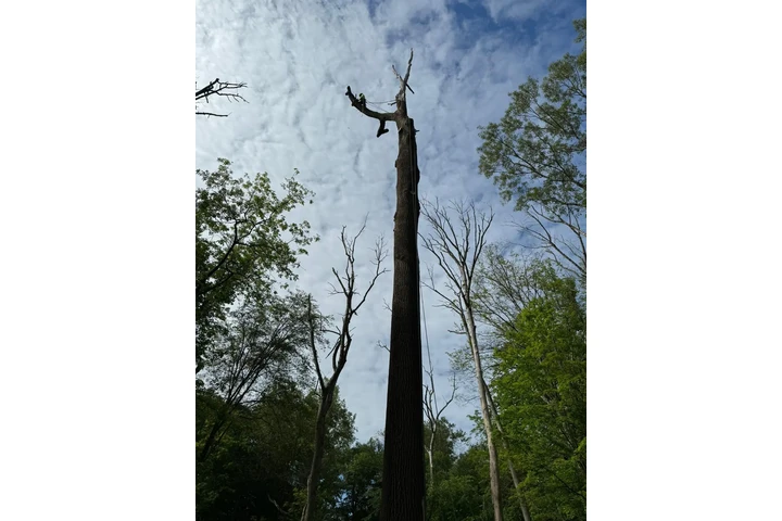 Pinesbridge Tree Service INC image 8