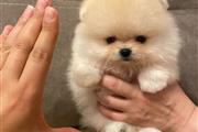 $350 : Pomerania en venta thumbnail