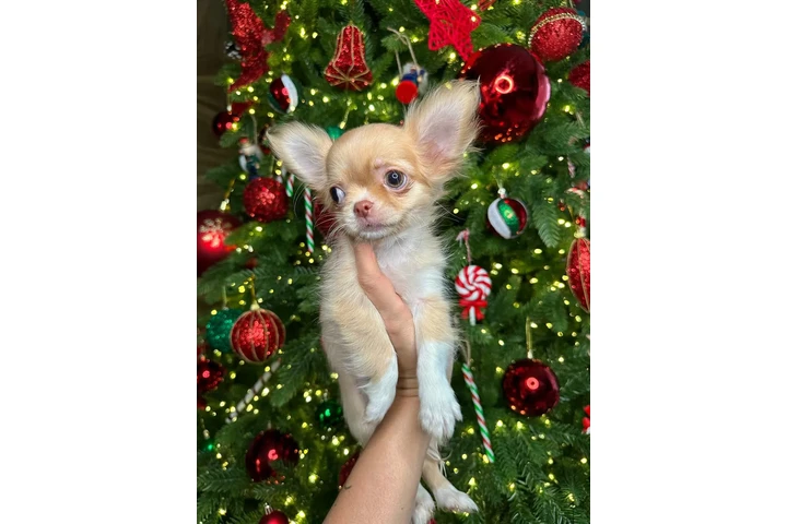 $300 : Teacup Chihuahua puppies image 5