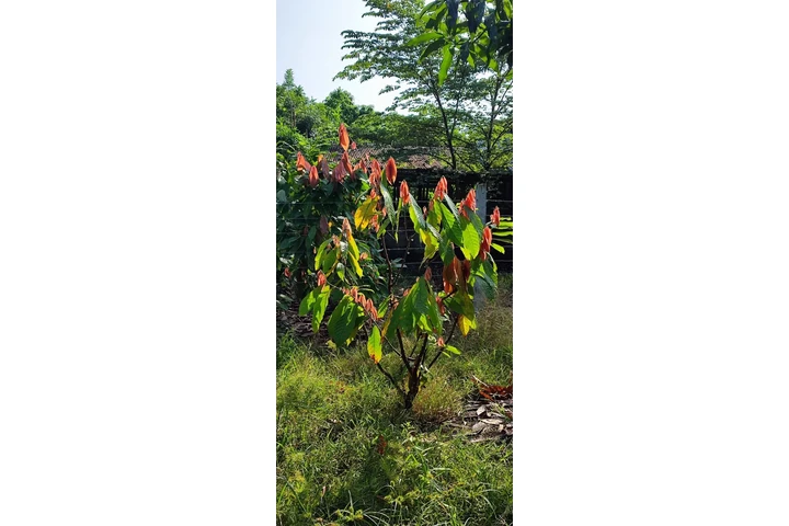 $35000 : TERRENO PRODUCTIVO+CASA CAMPO image 4
