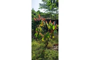 $35000 : TERRENO PRODUCTIVO+CASA CAMPO thumbnail