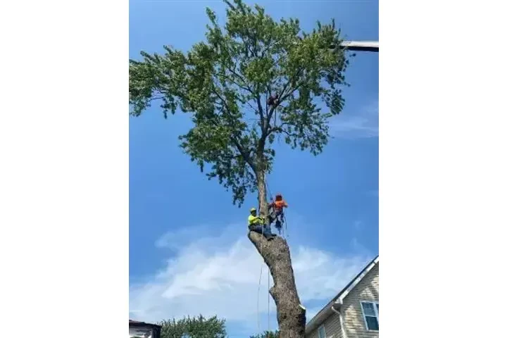 MENDOZA TREE SERVICE image 1