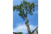 MENDOZA TREE SERVICE en Los Angeles