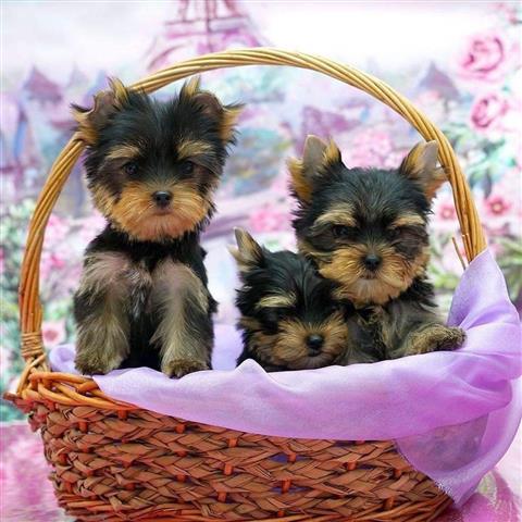 $350 : Glenbrook, Yorkie puppies image 1