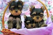 $350 : Glenbrook, Yorkie puppies thumbnail