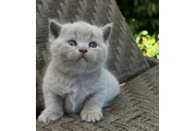 British shorthair available en Los Angeles