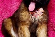 Canine and Feline Grooming thumbnail