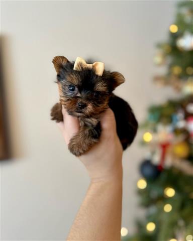 $350 : Yorkies a la venta image 3