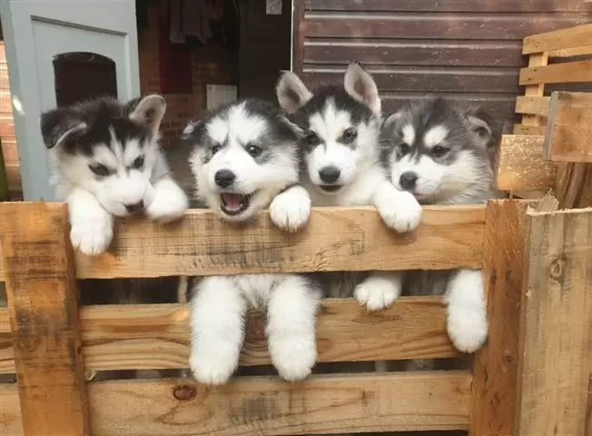 $400 : female Siberian Husky puppies image 3