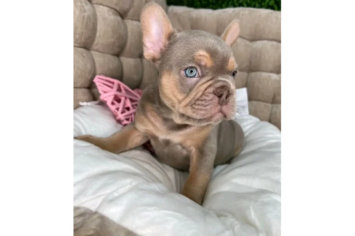 $500 : French bulldog puppies image 2
