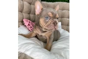 $500 : French bulldog puppies thumbnail