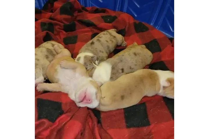 $350 : BULLDOG INGLÉS EN VENTA image 7