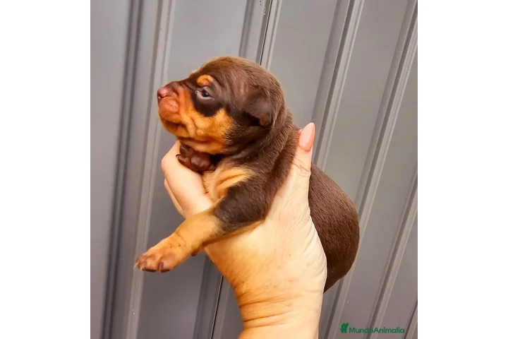$250 : Teacup Chihuahua puppies en Mi image 3