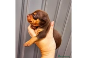 $250 : Teacup Chihuahua puppies en Mi thumbnail