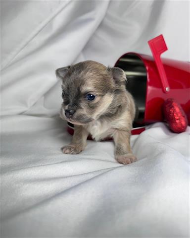 $350 : Beautiful chihuahua pup ready image 4
