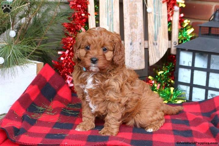 $330 : Lovely pure Cavapoo puppies image 2