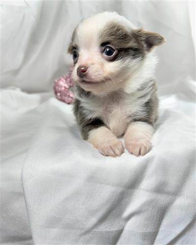 $350 : Teacup chihuahua puppies sale image 4