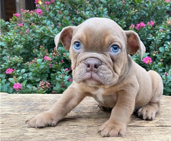 $600 : English bulldog puppy for sale image 3