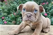 $600 : English bulldog puppy for sale thumbnail